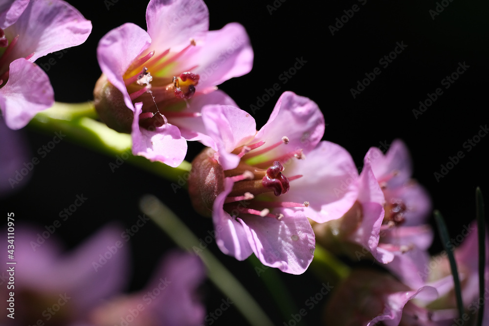 Obraz premium kwiaty,światło,cięń,działka,ogród,wakacje 2021,14