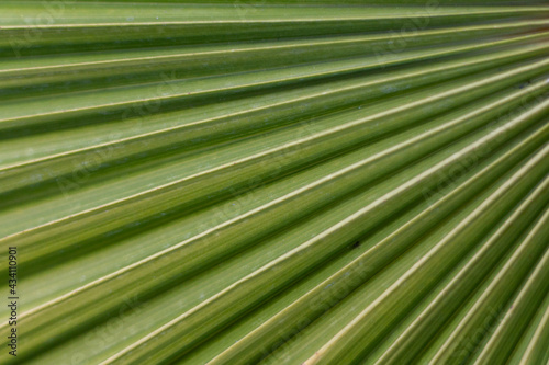 Macro rough green colored Palm leaf texture background © Harry