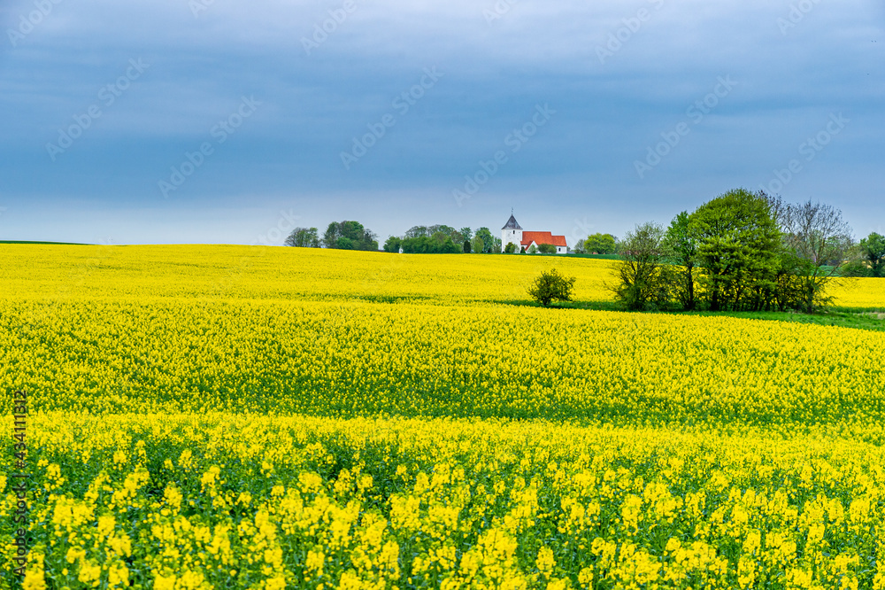 Danish rapeseed field with yellow flowers and church in the backgrund