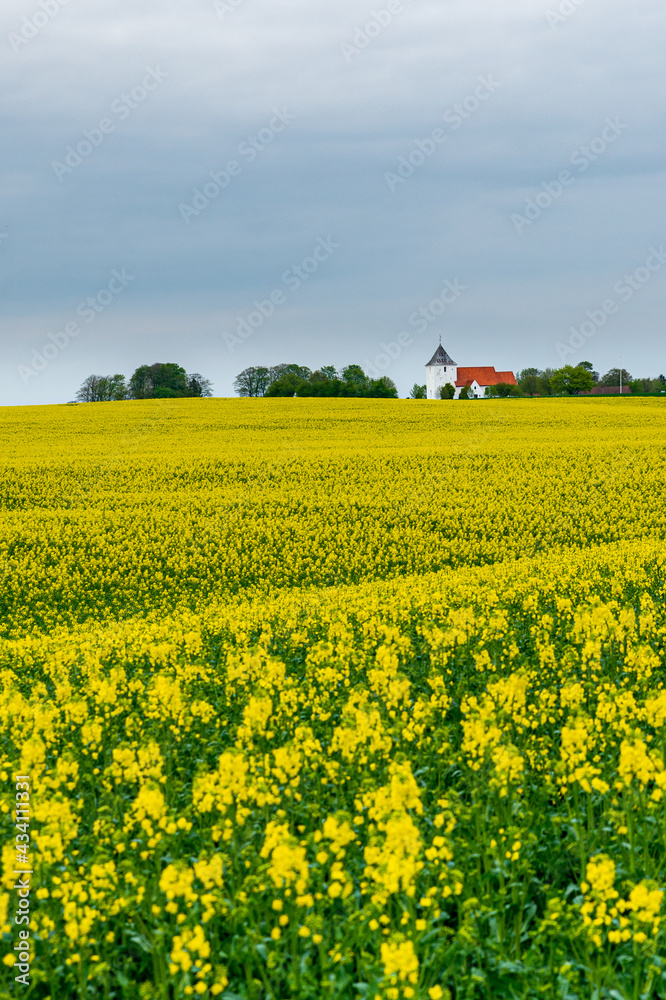 Danish rapeseed field with yellow flowers
