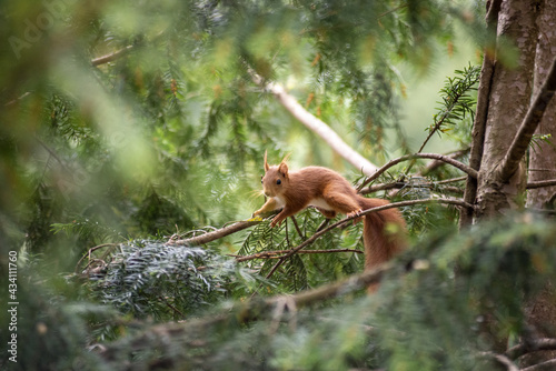 red squirrel on a tree looking for food