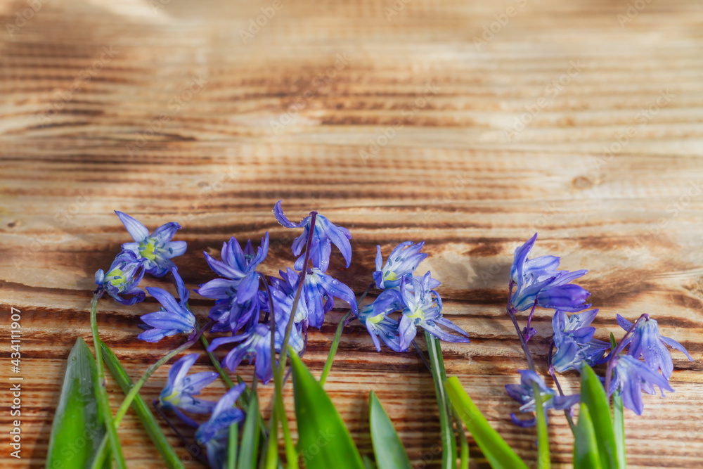 Obraz premium Blue spring early flowers on a natural wooden background in dewdrops
