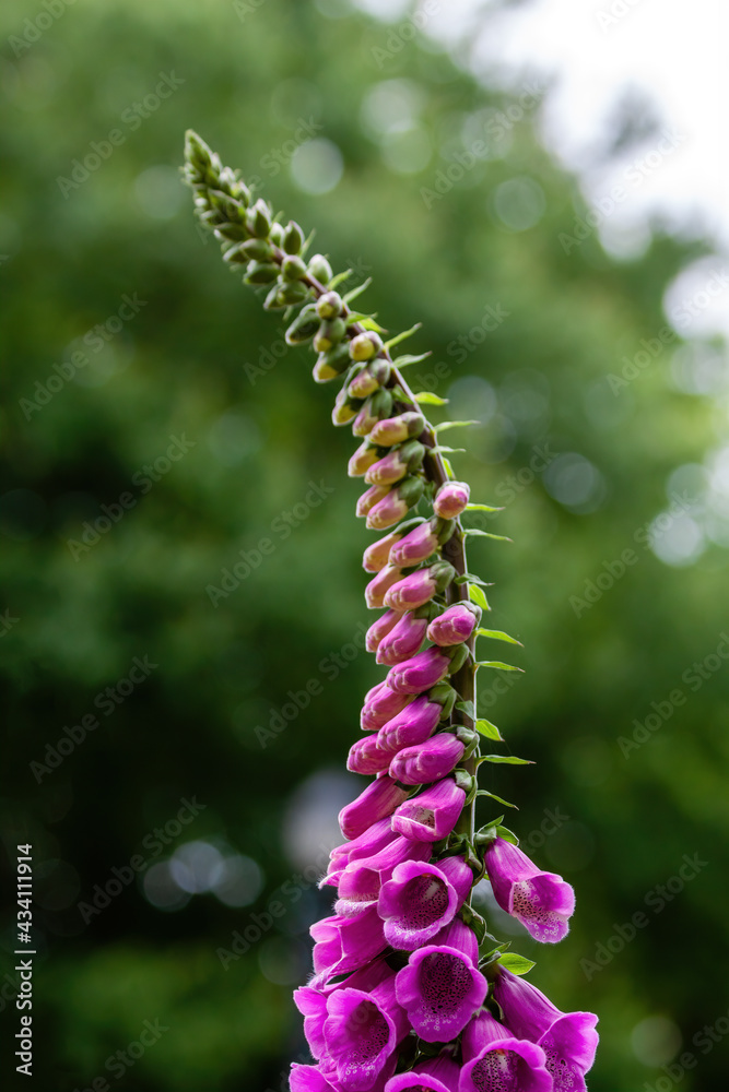 Blooming foxglove closeup with out of focus background and pleasing bokeh Blooming foxglove closeup with out of focus background and pleasing bokeh