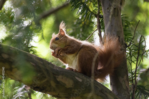 red squirrel on tree eating a nut 