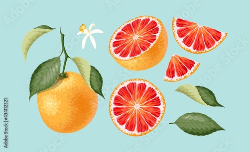 Obraz na płótnie Big vector set of high detailed grapefruit