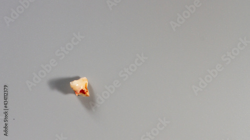 A baby's missing baby tooth on a gray background. Copy space