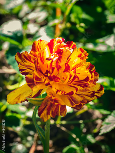 Blooming yellow Double Tulip Allegretto with extra petals flowerbed green grass background low key. Bright beautiful peony-flowered late parrot plant growing in sunlight. Floral screensaver wallpaper.