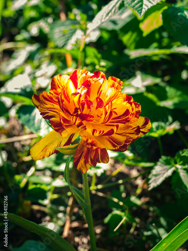 Blooming yellow Double Tulip Allegretto with extra petals flowerbed green grass background low key. Bright beautiful peony-flowered late parrot plant growing in sunlight. Floral screensaver wallpaper.