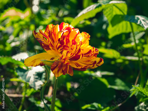 Blooming yellow Double Tulip Allegretto with extra petals flowerbed green grass background low key. Bright beautiful peony-flowered late parrot plant growing in sunlight. Floral screensaver wallpaper.