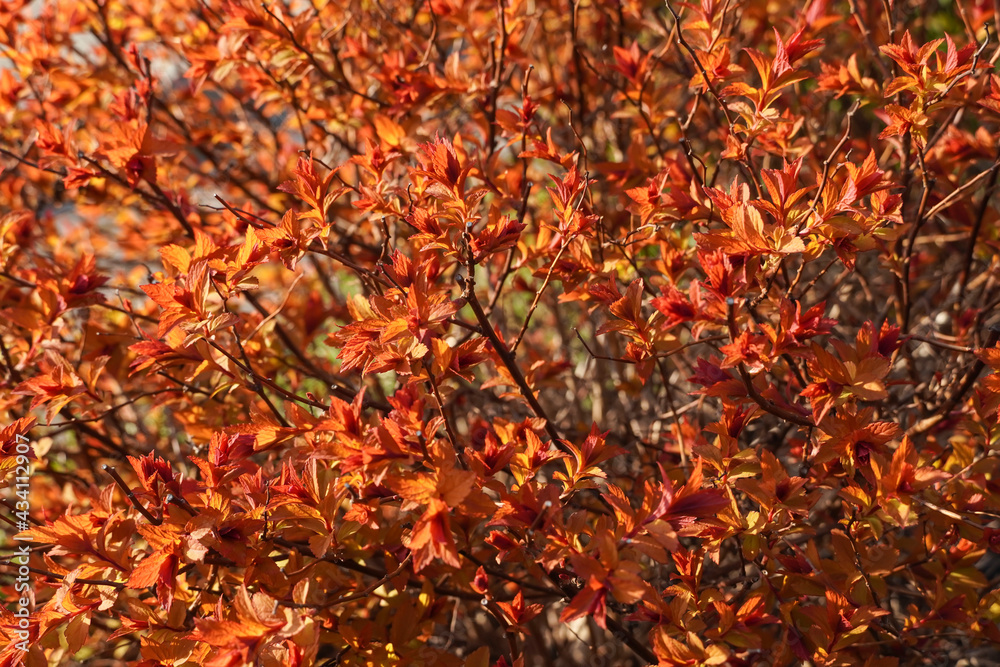   Japanese Spirea Golden Princess in a garden. Bright sunlight orange and red foliage. Nature spring background concept.