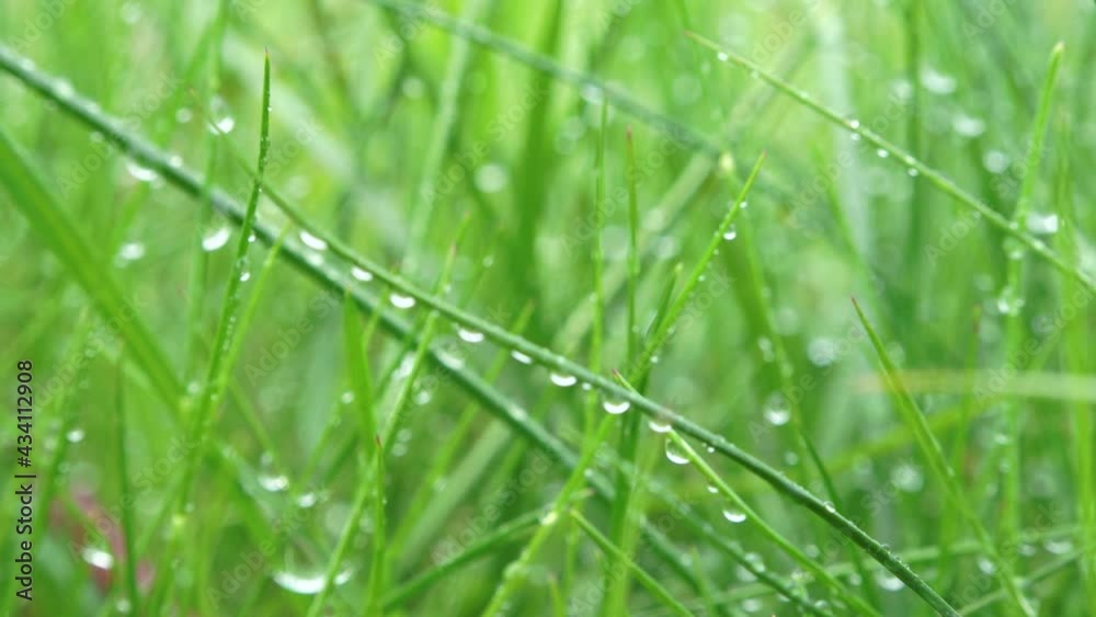 Green grass with raindrops. Dew on the green grass. It is raining on the grass Green grass with raindrops. Dew on the green grass. It is raining on the grass