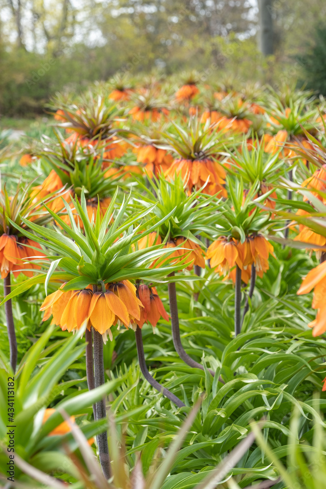 Fritillaria imperialis 'Rubra Maxima' Kaiserkrone Fritillaria imperialis 'Rubra Maxima' Kaiserkrone
