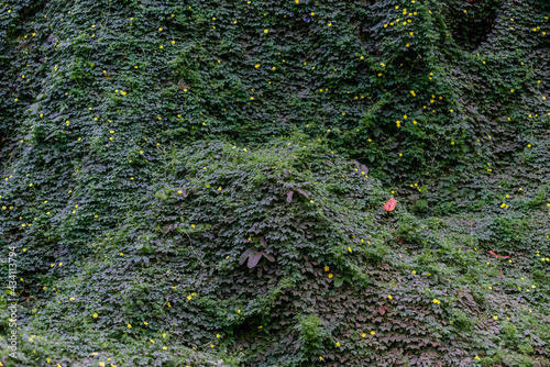 Curtain of creeper leaves over tree branches in the Mato Grosso Pantanal