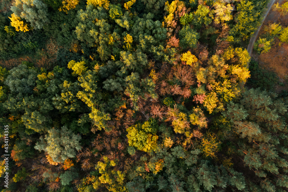 Beautiful aerial view of forest on autumn day Beautiful aerial view of forest on autumn day