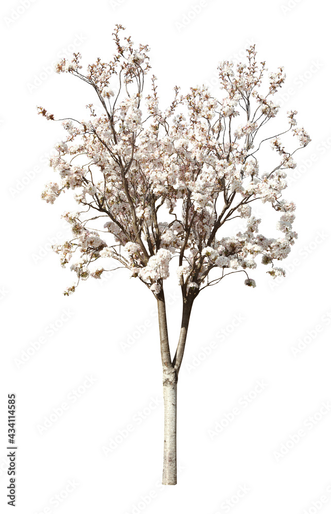 Obraz premium Beautiful blossoming sakura tree on white background