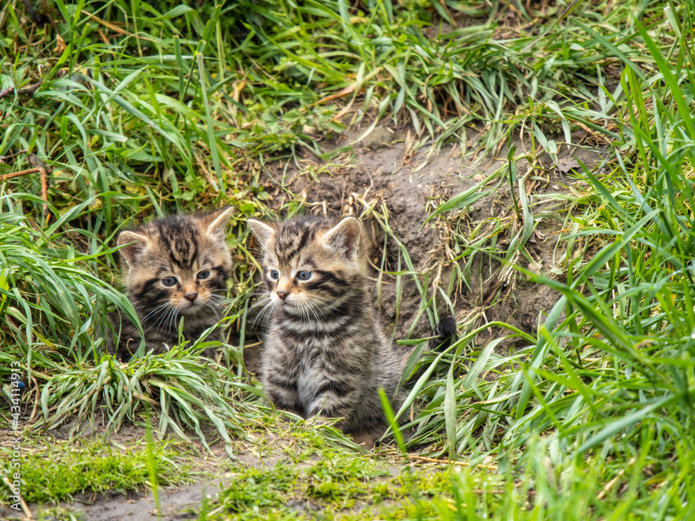 Scottish Wildcat Kittens