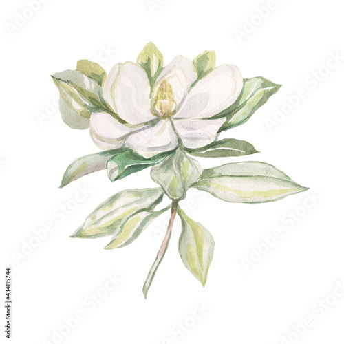  Magnolia flower flowers bright exotic watercolor hand drawn print patern seamless set nature flowering branches and leaves flora botany