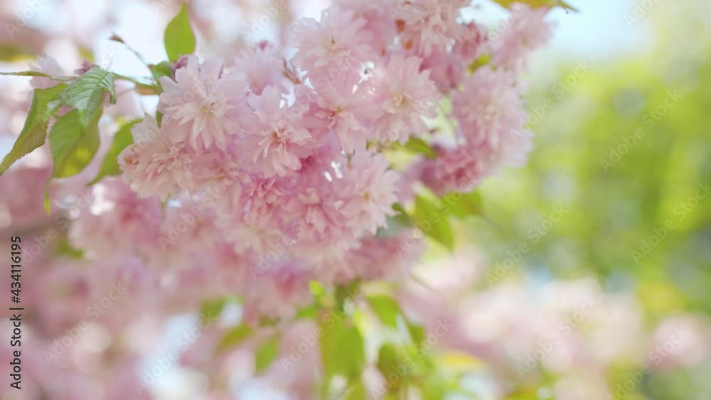 Blooming Japanese cherry or sakura sway in the wind against the backdrop of a clear sky Blooming Japanese cherry or sakura sway in the wind against the backdrop of a clear sky