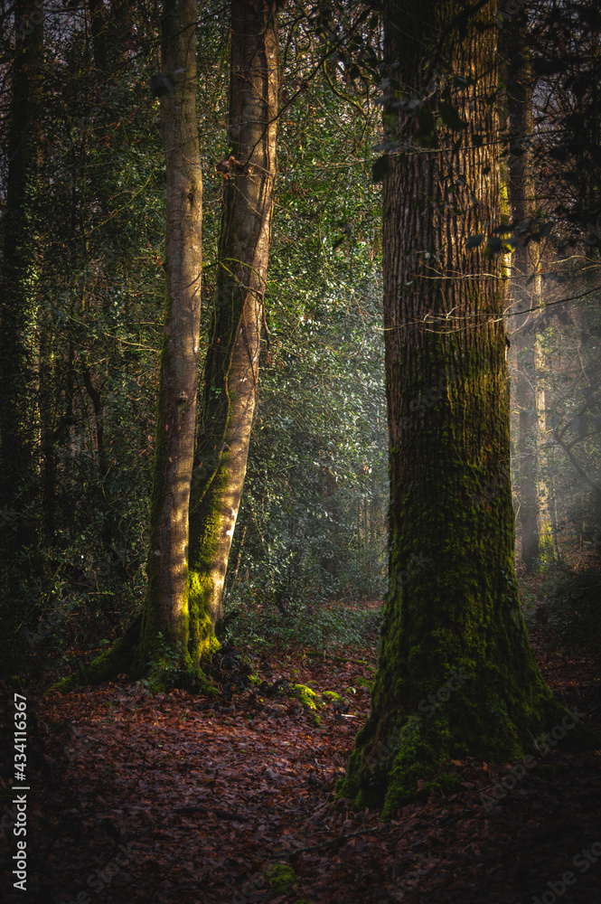 Small light in forest photography