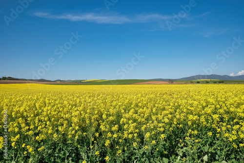 rural landscape, rapeseed, wheat and blue sky of spring © ACHILLEFS