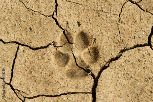 A fox trail on the dried cracked ground