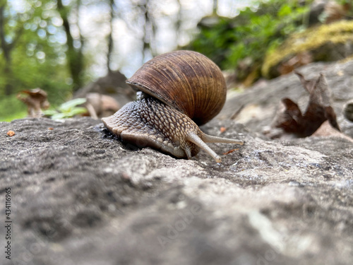 A big brown snail crawling on the rock