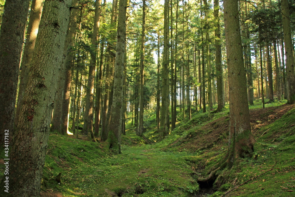 Naklejka premium visit the woods