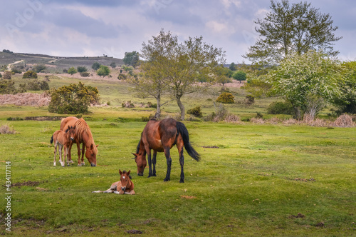 Tableau sur toile New Forest Ponies In Summer