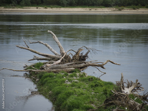 Konar drzewa nad rzeką