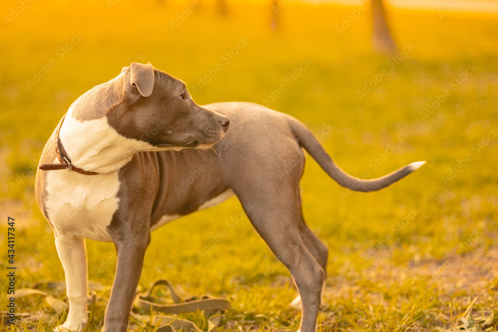 A mixed breed dog of gray and white color with drooping ears in a collar stands in the park on the green grass outside in the light of the sun and looks back, at sunset looking for the owner A mixed breed dog of gray and white color with drooping ears in a collar stands in the park on the green grass outside in the light of the sun and looks back, at sunset looking for the owner