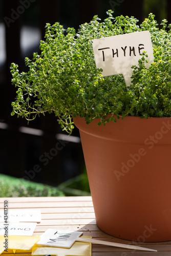 Bio Thyme Herb in Pot Grow at Balcony in Urban Garden. Home Grown Fresh Eco Produce photo