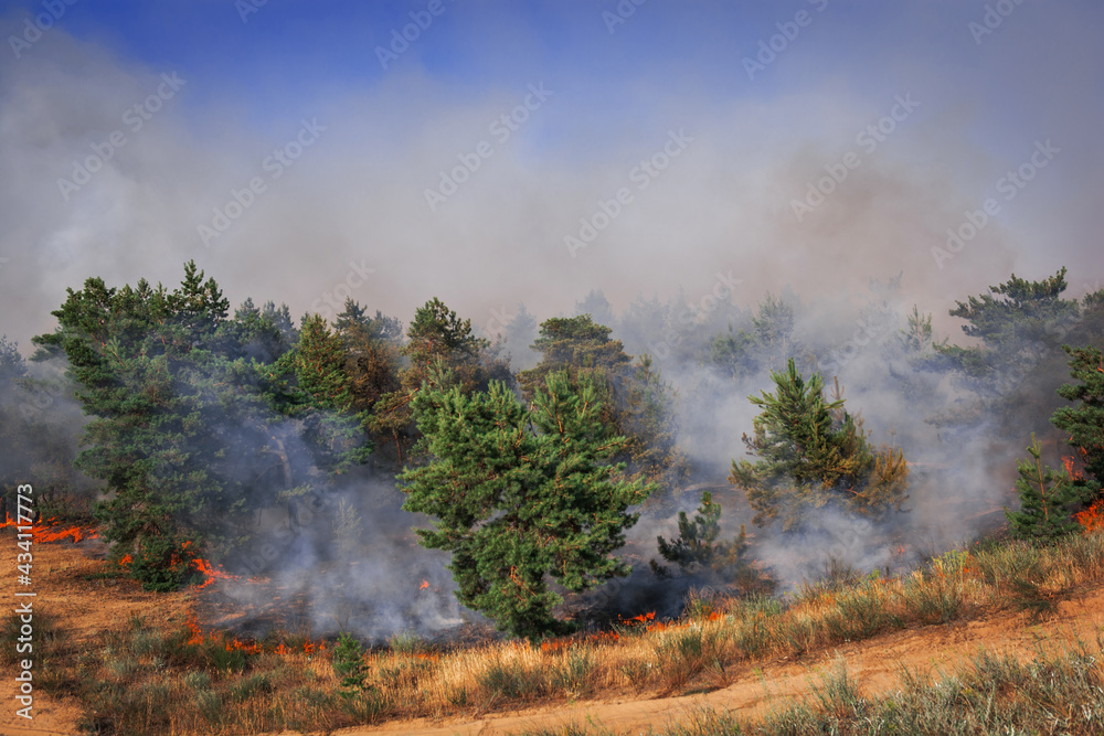 wildfire, burning pine forest . wildfire, burning pine forest .