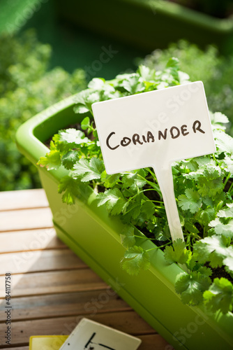 Pot With fresh Herb Coriander Growing on Balcony in Eco Bio Home Urban Garden. Fresh Produce photo