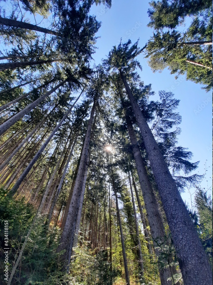 Fototapeta premium trees in the forest