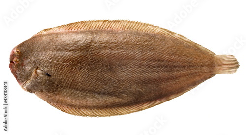Sole - Flatfish, isolated on white Background.