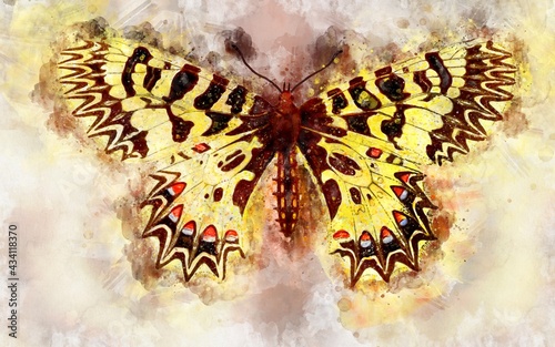 Watercolour illustration of exotical southern festoon butterfly photo