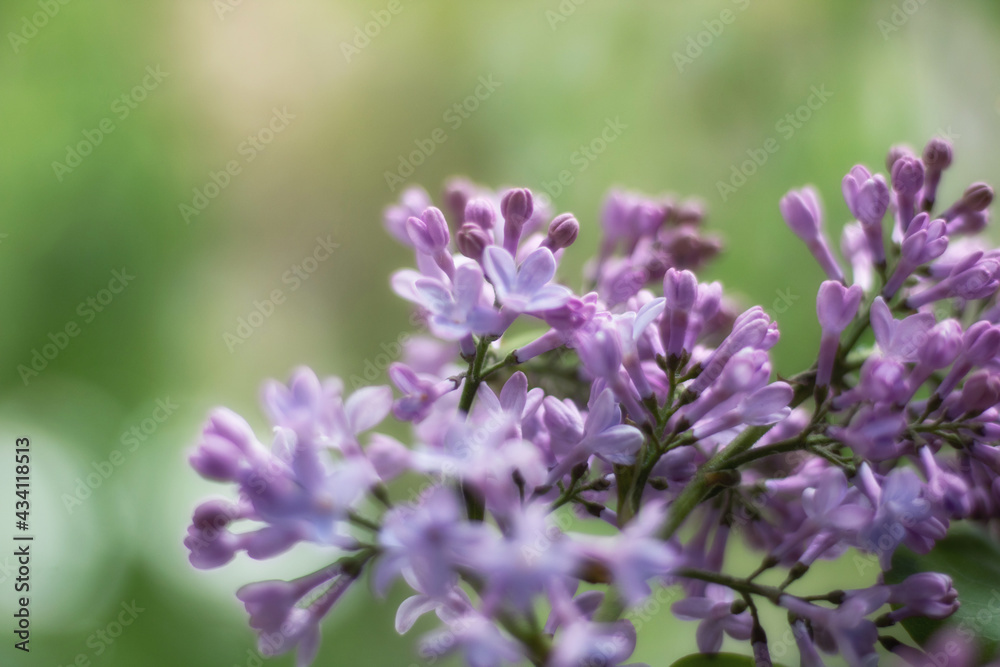 lilac petals blooming lilac closeup lilac petals blooming lilac closeup