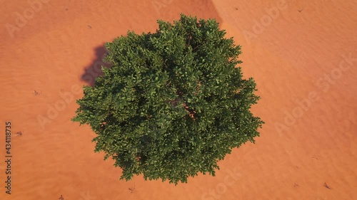 Camera flies above a green tree in the middle of the desert photo