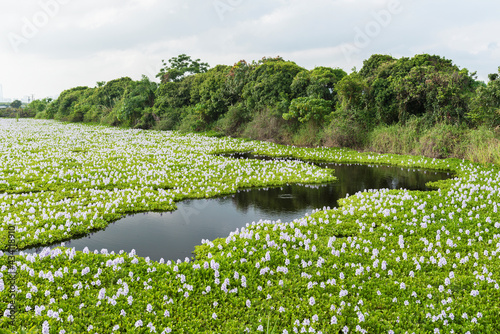 Water hyacinth flower blossom in pond in Hong Kong photo