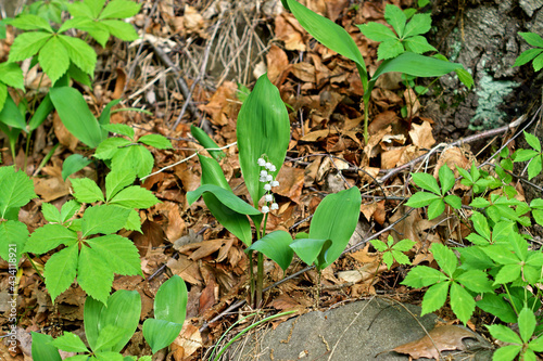 Spring landscape with Lily of valley (Convallaria majalis)