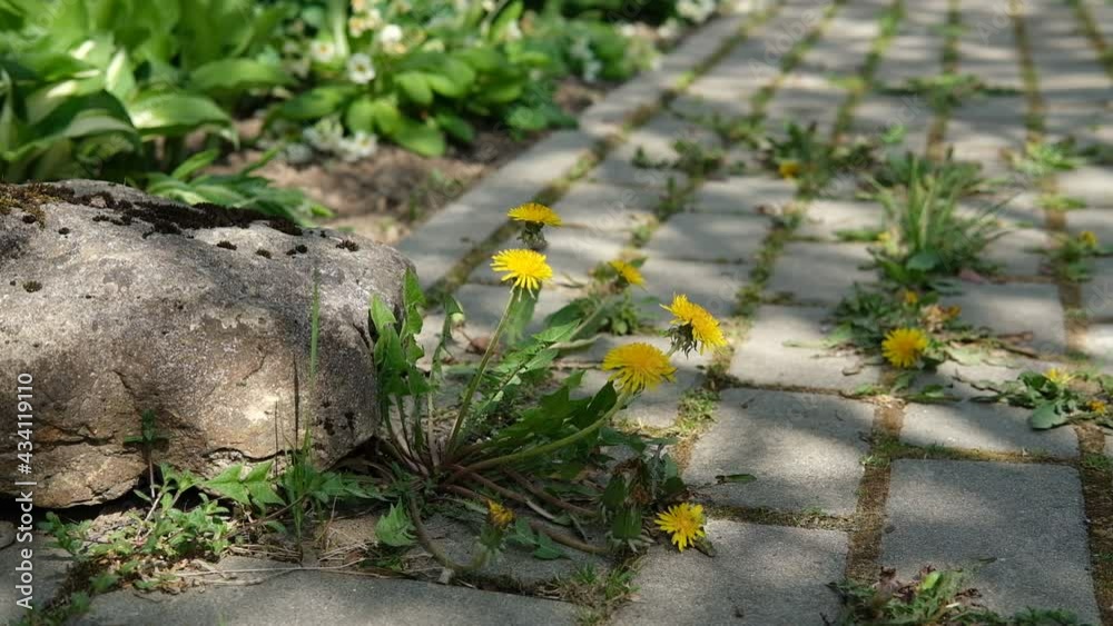 A concrete path overgrown with weeds and moss in the shade of a tree with sunbeams passing through the leaves. Plants grow in the joints between the paving stones. Yellow dandelion flowers sway in the