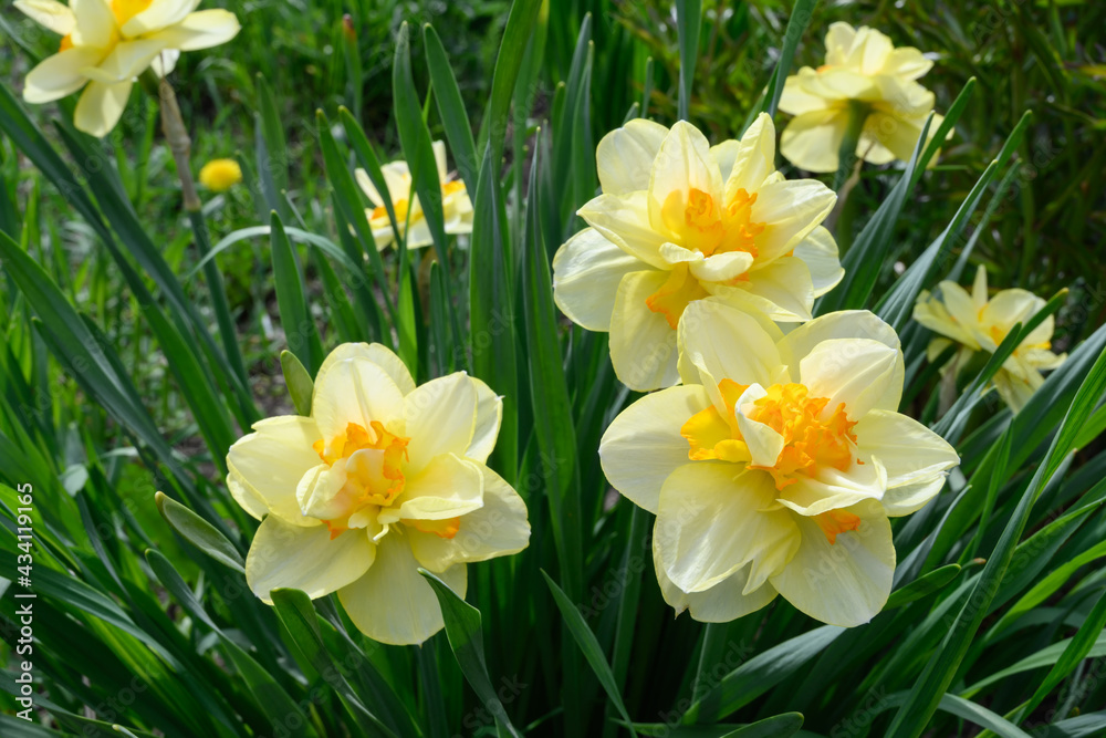 A group of yellow daffodils in the spring garden. Close-up. A bush of double daffodils with an orange core. Spring flowers in a garden bed in a well-groomed garden. Sunny flowers A group of yellow daffodils in the spring garden. Close-up. A bush of double daffodils with an orange core. Spring flowers in a garden bed in a well-groomed garden. Sunny flowers