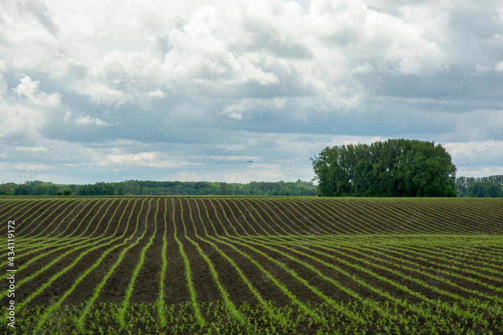 Rows of young corn (Zea mays)  in the spring. Agricultural field with maize plants in rows.