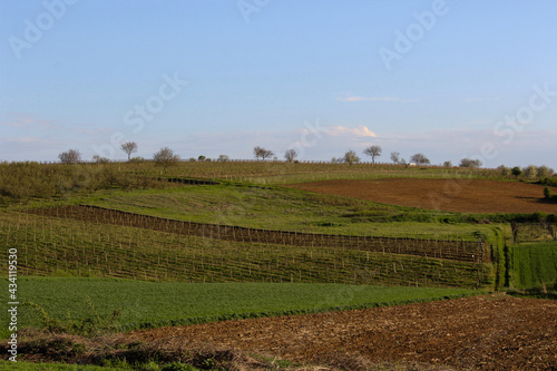 vineyard in region