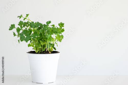 Fresh green potted parsley front view close up studio shot isolated on white