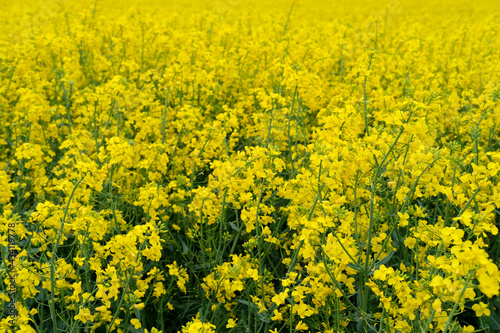 yellow rapeseed field, summer, natural, environmental concept, background for the designer for postcards, wallpapers, vegetable oil production stage for products, machines, mechanisms, banner