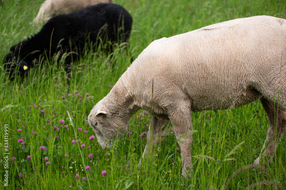 Black sheep grazing green grass in a small herd Black sheep grazing green grass in a small herd