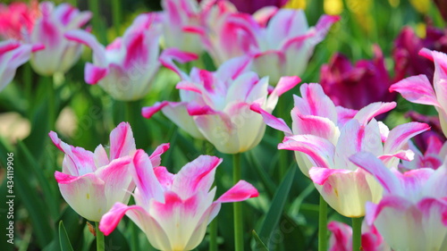 pink and white bicolour tulips .