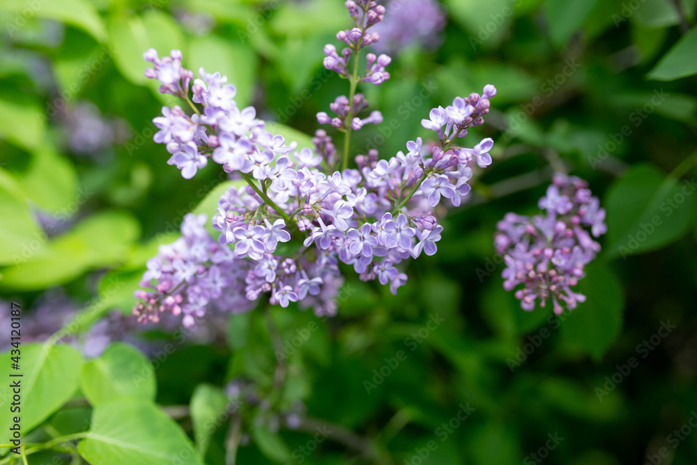 the background texture of the bokeh and colors of lilacs. spring lilac flowers the background texture of the bokeh and colors of lilacs. spring lilac flowers