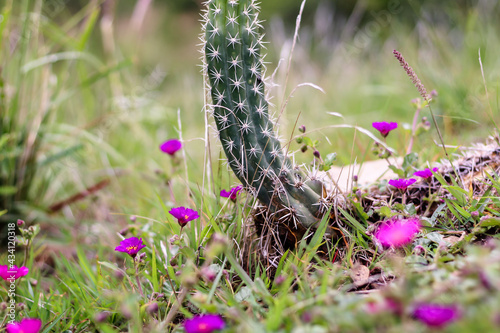 Flores de color fucsia y cactus cereus en el campo en medio de pasto y la vegetación nativa en un día de ensueño por la mañana photo